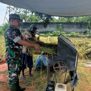 Babinsa Selokajang Dampingi Panen Padi, Dorong Petani Optimalkan Program Hanpangan Babinsa Selokajang Dampingi Panen Padi, Dorong Petani Optimalkan Program Hanpangan