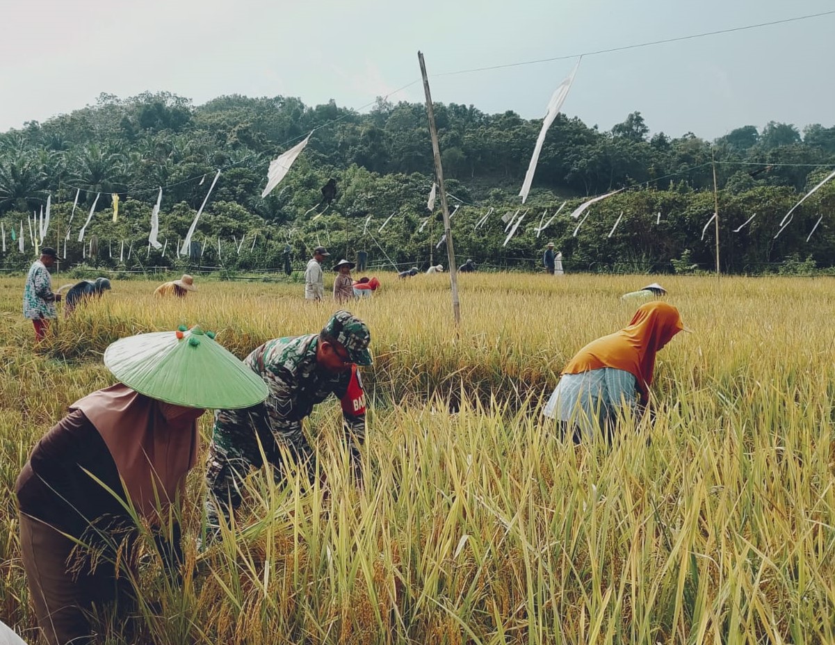 Babinsa Koba Lakukan Pendampingan Pada Petani Dalam Upaya Meningkatkan Ketahanan Pangan