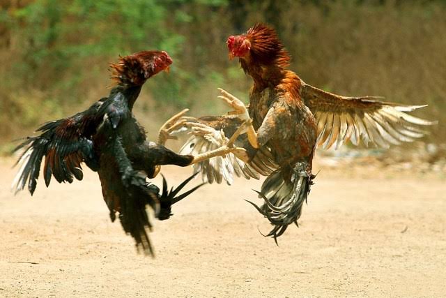 Perjudian Sabung Ayam Marak di Mojoroto, Warga Minta Aparat Bertindak Tegas