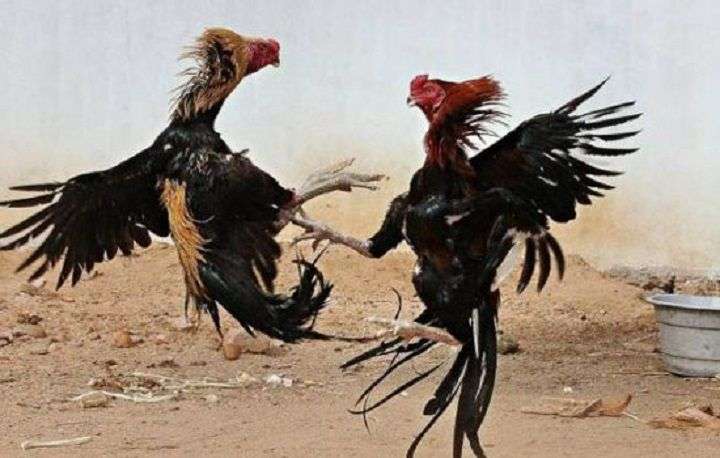 Sabung Ayam di Trenggalek: Hukum Membisu, Perjudian Meraja