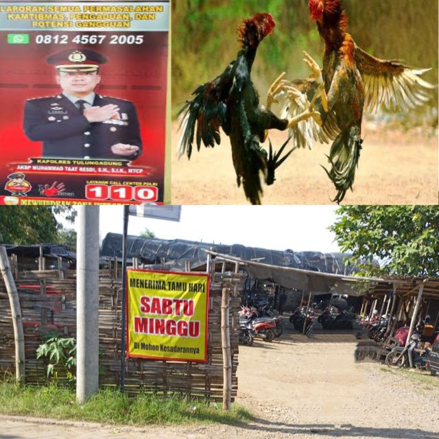 Laporan Masyarakat Diabaikan, Judi Sabung Ayam di Bulusari Tulungagung Diduga Dilindungi Oknum Aparat