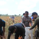 Polres Tuban Panen 236 Ton Jagung: Langsung Diserap Bulog dengan Harga Stabil