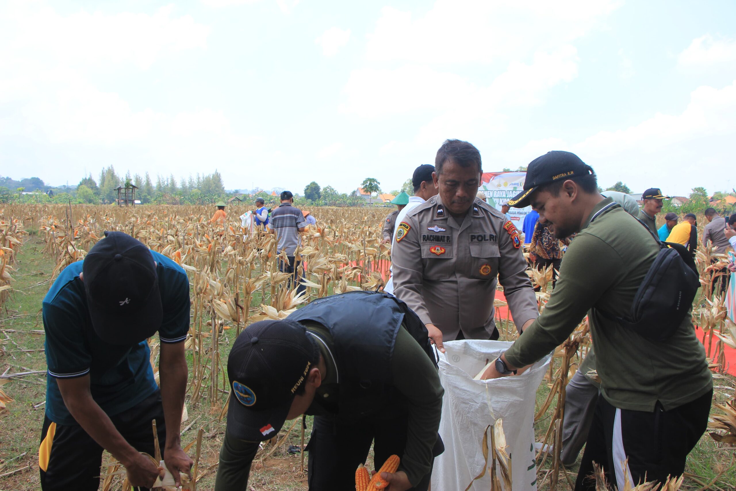Polres Tuban Panen 236 Ton Jagung: Langsung Diserap Bulog dengan Harga Stabil