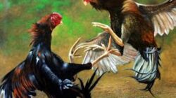Polres Kediri Diminta Tegas Usut Sabung Ayam dan Judi Dadu yang Marak Kembali