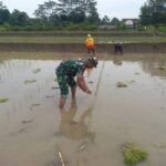 Wujud Kepedulian TNI Pada Ketahanan Pangan, Babinsa Kaweron Bantu Petani Tanam Padi