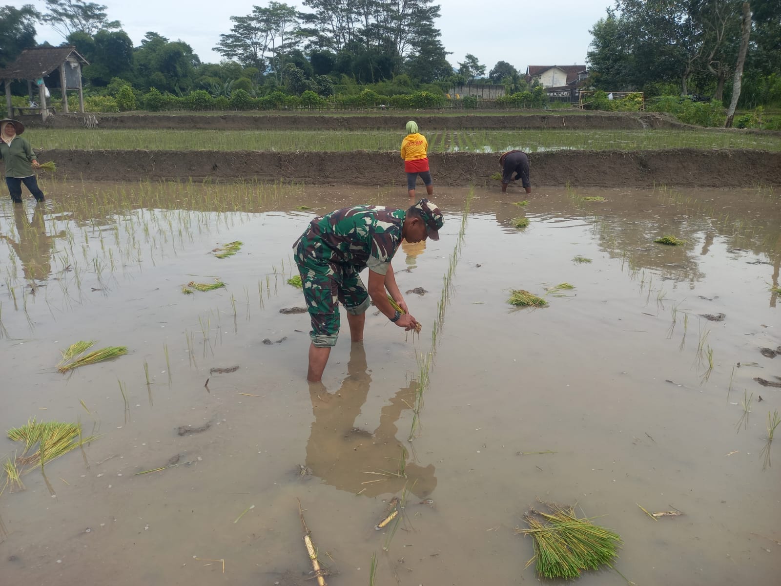 Wujud Kepedulian TNI Pada Ketahanan Pangan, Babinsa Kaweron Bantu Petani Tanam Padi