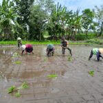 Babinsa Ngoran Dampingi Kelompok Tani Berkah Tani dalam Penanaman Padi Di Nglegok