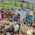 Wujud Kepedulian, Babinsa Koramil 03/Maba Dukung Pengolahan Kopra di Desa Binaan Wujud Kepedulian, Babinsa Koramil 03/Maba Dukung Pengolahan Kopra di Desa Binaan