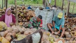 Wujud Kepedulian, Babinsa Koramil 03/Maba Dukung Pengolahan Kopra di Desa Binaan