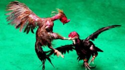 Ponorogo Dikuasai Judi Sabung Ayam dan Dadu: Aparat Diduga Tutup Mata