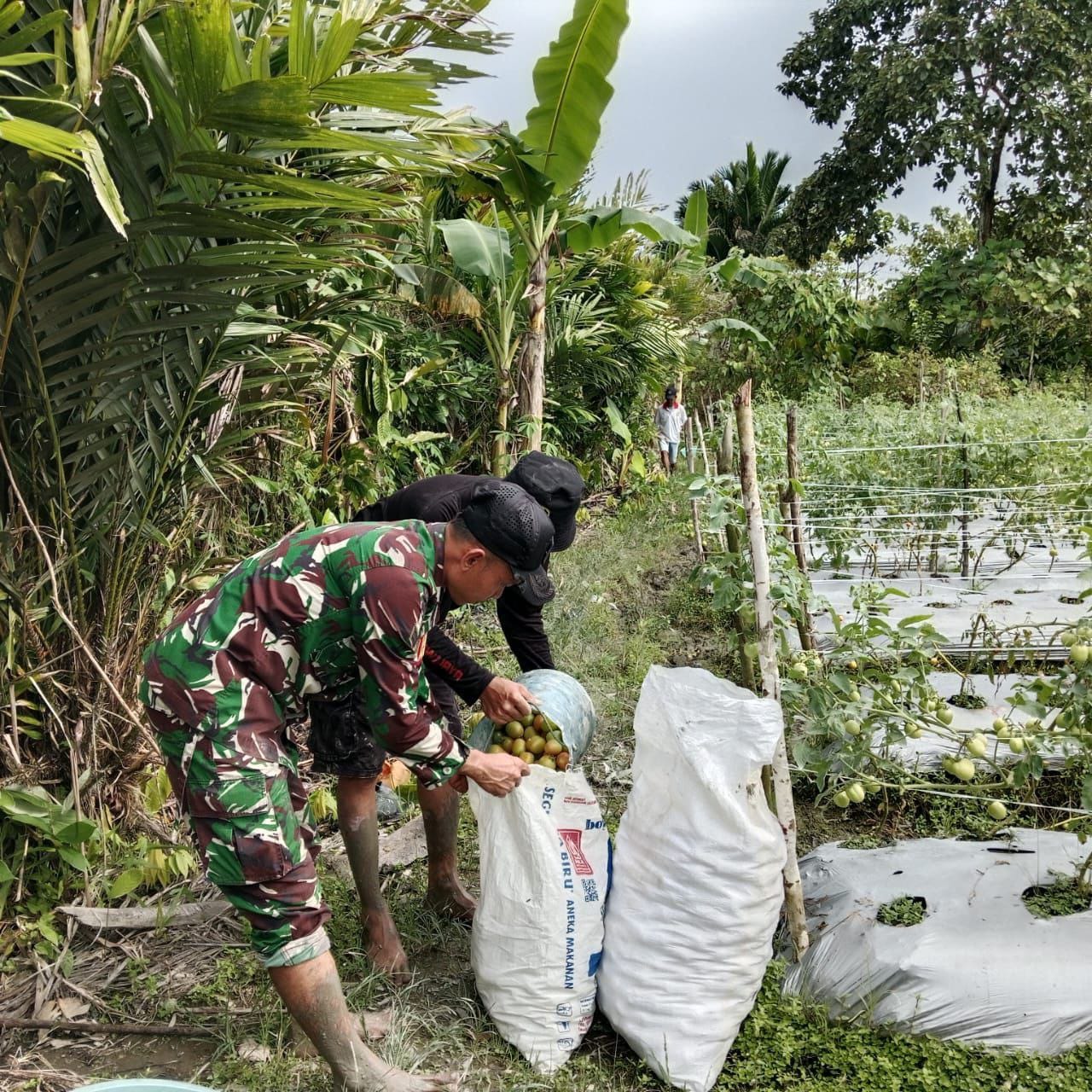 Beri Motivasi Serta Dukungan, Babinsa Koramil Mapurujaya Bantu Salah Satu Petani Binaan Panen Tomat Beri Motivasi Serta Dukungan, Babinsa Koramil Mapurujaya Bantu Salah Satu Petani Binaan Panen Tomat