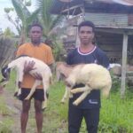 Prabowo Dorong Ekonomi Rakyat Papua Barat Daya Lewat Bantuan Ternak Berbasis Adat