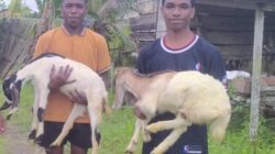 Prabowo Dorong Ekonomi Rakyat Papua Barat Daya Lewat Bantuan Ternak Berbasis Adat