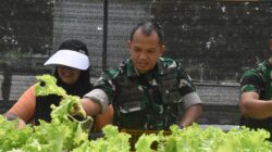 Dandim 1710/Mimika Bersama Ketua Persit KCK Cab. XXXV Melaksanakan Panen Slada Di Kebun Hidroponik Mimosa Persit KCK Cab. XXXV Kodim 1710/Mimika