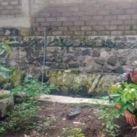 Dukung Penghijauan, Babinsa Garum Bersama Gapoktan Dan Warga Tanam Pohon Mahoni