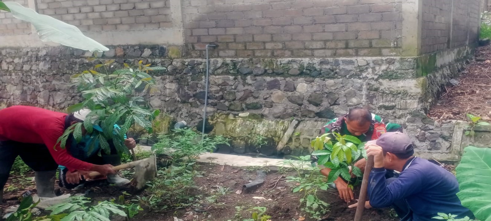 Dukung Penghijauan, Babinsa Garum Bersama Gapoktan Dan Warga Tanam Pohon Mahoni