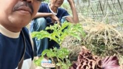 Fenomena Langka: Bunga Bangkai Mekar di TPU Astana, Bojong Jengkol, Warga Antusias Saksikan Keindahan Alam yang Jarang Terjadi