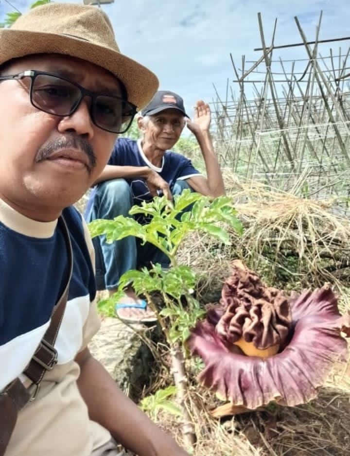 Fenomena Langka: Bunga Bangkai Mekar di TPU Astana, Bojong Jengkol, Warga Antusias Saksikan Keindahan Alam yang Jarang Terjadi
