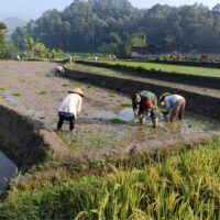 Wujudkan Ketahanan Pangan, Babinsa Gandusari Turun Ke Sawah Bantu Petani Tanam Padi