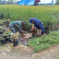 Babinsa Desa Kalimanis Dampingi Program TNI Manunggal Air untuk Pengairan Sawah Warga