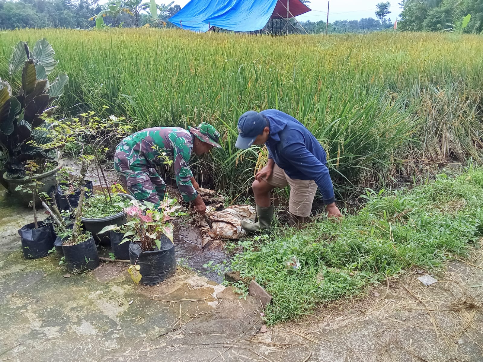 Babinsa Desa Kalimanis Dampingi Program TNI Manunggal Air untuk Pengairan Sawah Warga