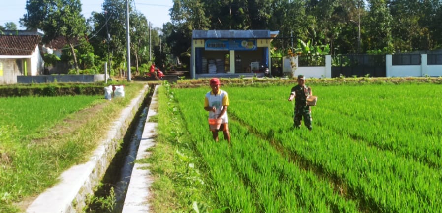 Babinsa Slorok Serma Sutrisno Melaksanakan Pemupukan Padi Bersama Kelompok Tani