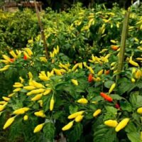 Lebih dari Sekadar Panen, Ini Adalah Kemenangan Petani Desa Ngepon, Jatirogo