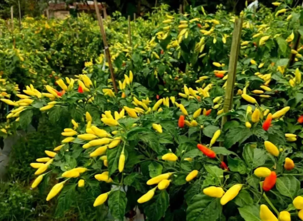 Lebih dari Sekadar Panen, Ini Adalah Kemenangan Petani Desa Ngepon, Jatirogo