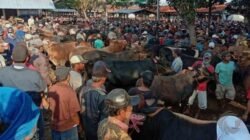 Pasar Ramai, Pengamanan Lemah: Penipuan Sapi Berulang di Kota Probolinggo