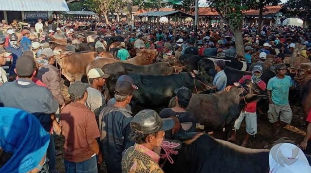 Pasar Ramai, Pengamanan Lemah: Penipuan Sapi Berulang di Kota Probolinggo