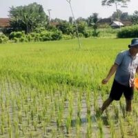 Babinsa Dermojayan Wujudkan Ketahanan Pangan, Turun Langsung Bantu Petani Memupuk Padi
