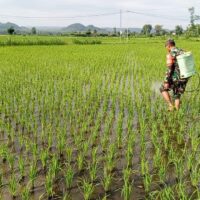 Bantu Perawatan Tanaman Padi, Babinsa Kelurahan Satrean Dampingi Poktan Kembang Kuning