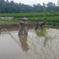 Dukung Ketahanan Pangan Nasional, Serda Dedy Awang Dampingi Penanaman Padi Milik Bapak Sumino