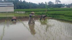 Dukung Ketahanan Pangan Nasional, Serda Dedy Awang Dampingi Penanaman Padi Milik Bapak Sumino
