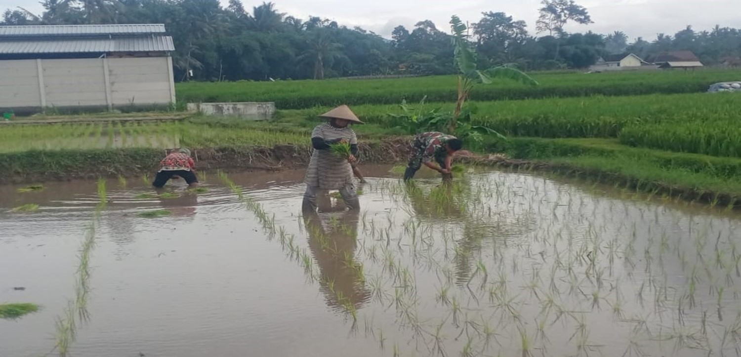 Dukung Ketahanan Pangan Nasional, Serda Dedy Awang Dampingi Penanaman Padi Milik Bapak Sumino