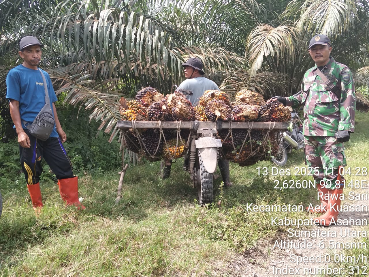 PT. Agrinas Sukaramai Labura Berdayakan Pekerjakan Masyarakat Sekitar, Hadapi Tantangan Pencurian PT. Agrinas Sukaramai Labura Berdayakan Pekerjakan Masyarakat Sekitar, Hadapi Tantangan Pencurian