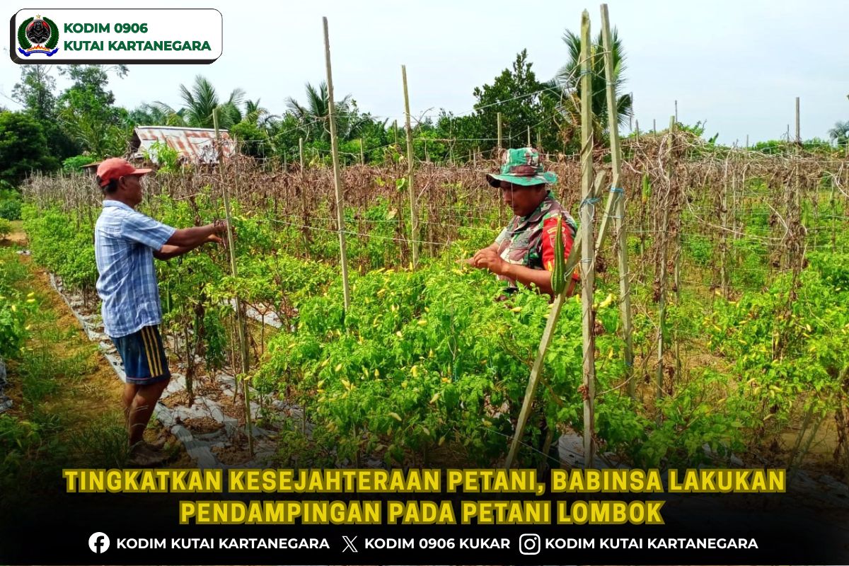Tingkatkan Kesejahteraan Petani, Babinsa Lakukan Pendampingan pada Petani Lombok Tingkatkan Kesejahteraan Petani, Babinsa Lakukan Pendampingan pada Petani Lombok