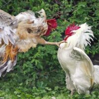 Diam yang Berisik: Dugaan Pembiaran Judi oleh Aparat di Tulungagung