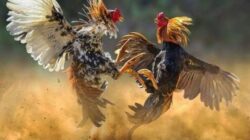 Perjudian Terang-Terangan di Baleturi: Di Mana Aparat Saat Hukum Dilecehkan?