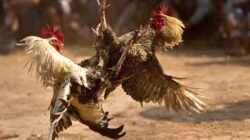 Ancaman Miliaran Rupiah Tak Menakutkan, Judi Sabung Ayam Tetap Beroperasi
