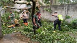 Anggota Koramil 0808/06 Srengat Bersama Warga, Polsek Dan BPBD Gotong Royong Bersihkan Pohon Tumbang Di Desa Purwokerto