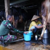 TMMD Ke 127 Tak Hanya Bangun Rumah, Jembatan Dan Jalan, Prajurit TNI Turut Juga Bantu Warga Perah Susu Sapi