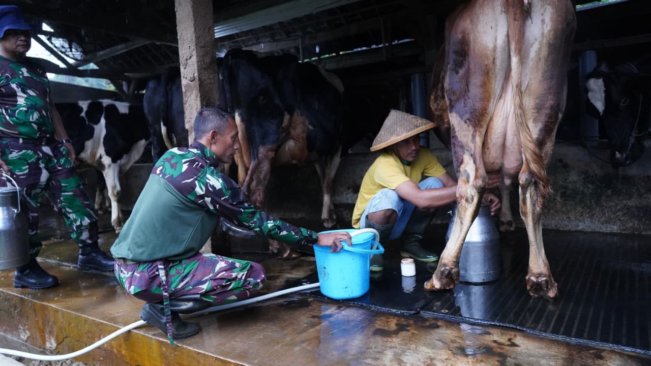 TMMD Ke 127 Tak Hanya Bangun Rumah, Jembatan Dan Jalan, Prajurit TNI Turut Juga Bantu Warga Perah Susu Sapi