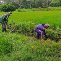Guna Optimalkan Produksi Padi, Babinsa Dan Petani Resapombo Sinergi Bersihkan Lahan Pertanian