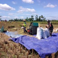 Dukung Swasembada Pangan Nasional, Babinsa Desa Slumbung Dampingi Petani Panen Padi