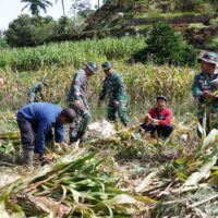 Dukung Ketahanan Pangan, Anggota Satgas TMMD Bantu Warga Panen Jagung
