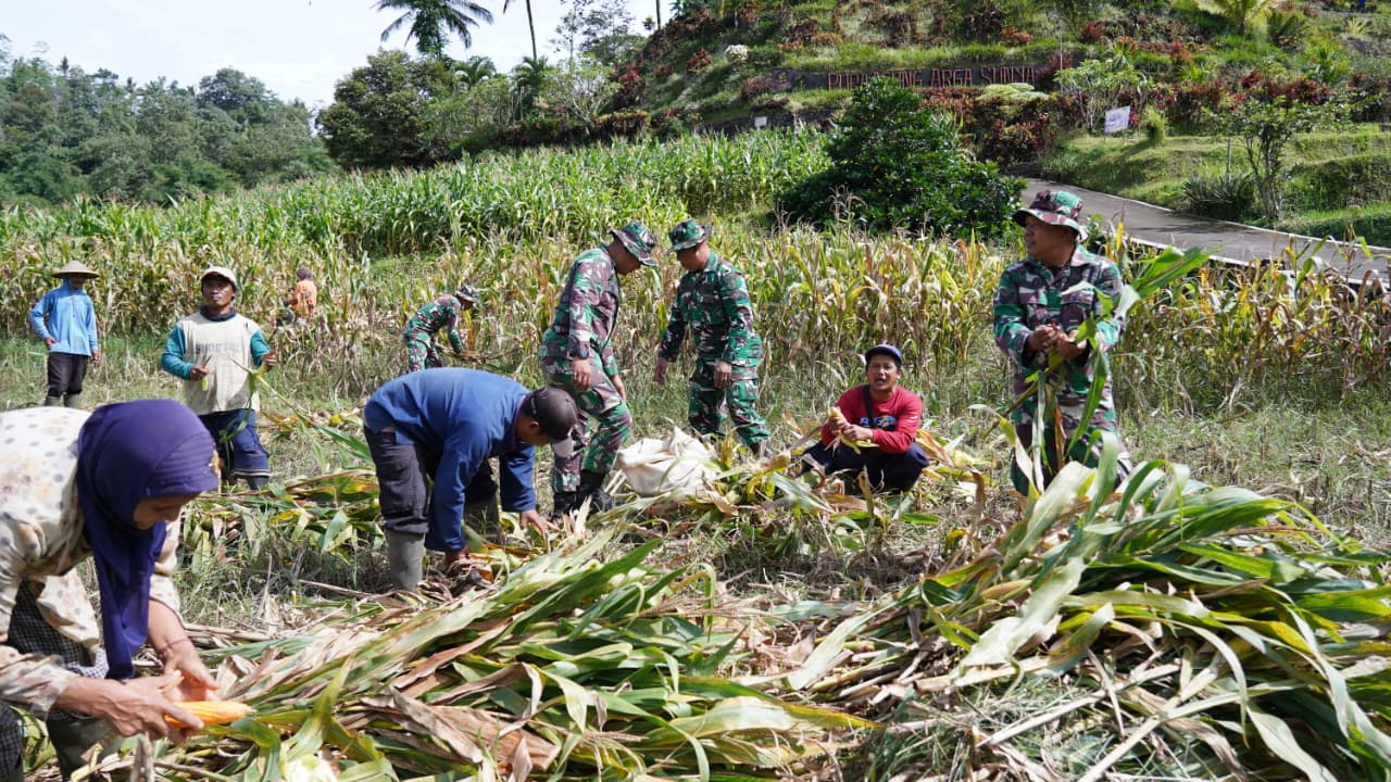 Dukung Ketahanan Pangan, Anggota Satgas TMMD Bantu Warga Panen Jagung Dukung Ketahanan Pangan, Anggota Satgas TMMD Bantu Warga Panen Jagung