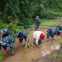 Satgas TMMD Ke 127 Bersama Warga Laksanakan Penanaman Padi Dukung Ketahanan Pangan Di Desa Krisik
