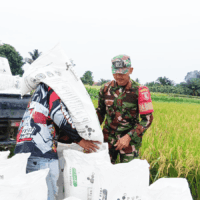 Dukung Ketahanan Pangan, Babinsa Babulu Darat Dampingi Petani Pasca Panen Padi