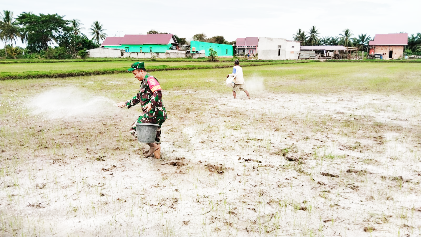 Dukung Ketahanan Pangan, Babinsa Sidorejo Bantu Petani Tebar Pupuk Dukung Ketahanan Pangan, Babinsa Sidorejo Bantu Petani Tebar Pupuk